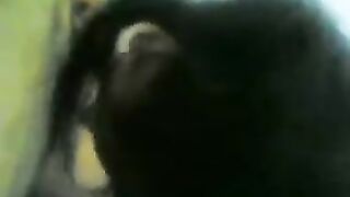 عفاف الحيحانه مموس حلوان مع عشيقها سكس مصري جامد  العنتيل ابو زبر كبير اللبوه نزله مص في زبرها وبتقولوا هتنكني في طيزي انهارده
