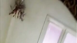 عبدو الزبير مع صباح المربربه اللبوه طيزها كبيره  سكس مصري فشخ و كسها منفوخ شرقان نيك خلاتها وقفت و فلقست طيزها فشختها نيك